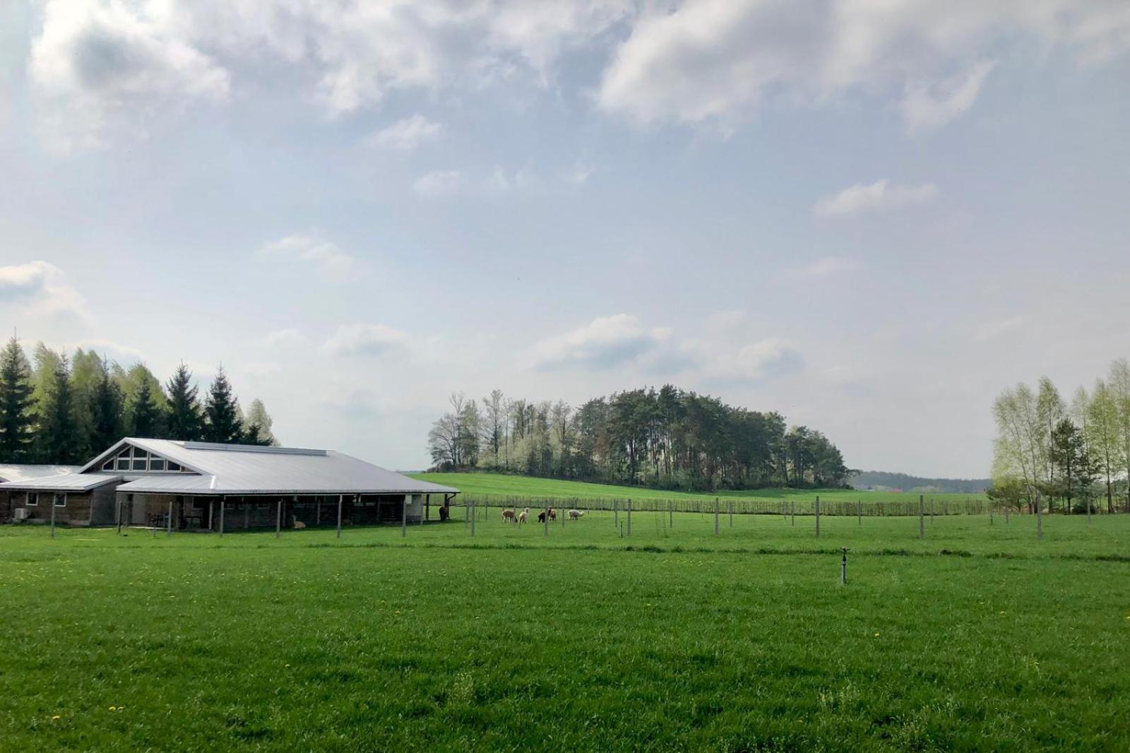 Alpakarium, Hodowla Alpak & Pensjonat Stara Kornica Bagian luar foto