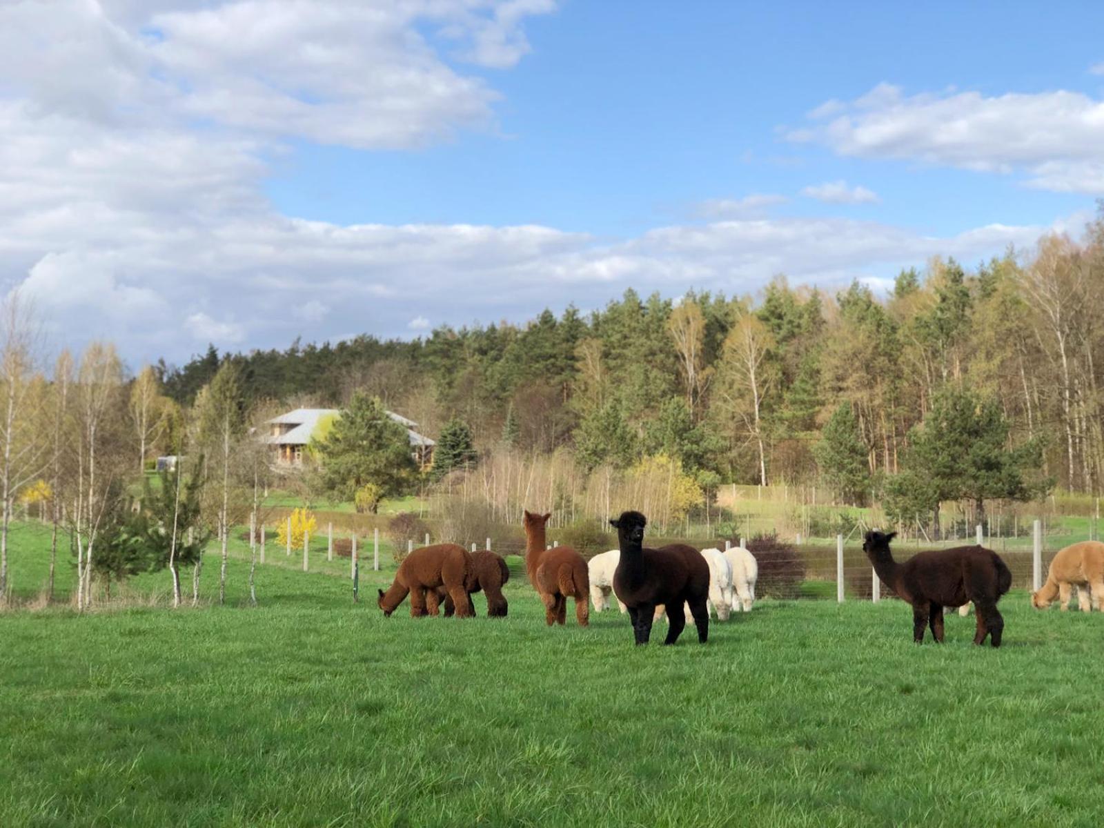 Alpakarium, Hodowla Alpak & Pensjonat Stara Kornica Bagian luar foto