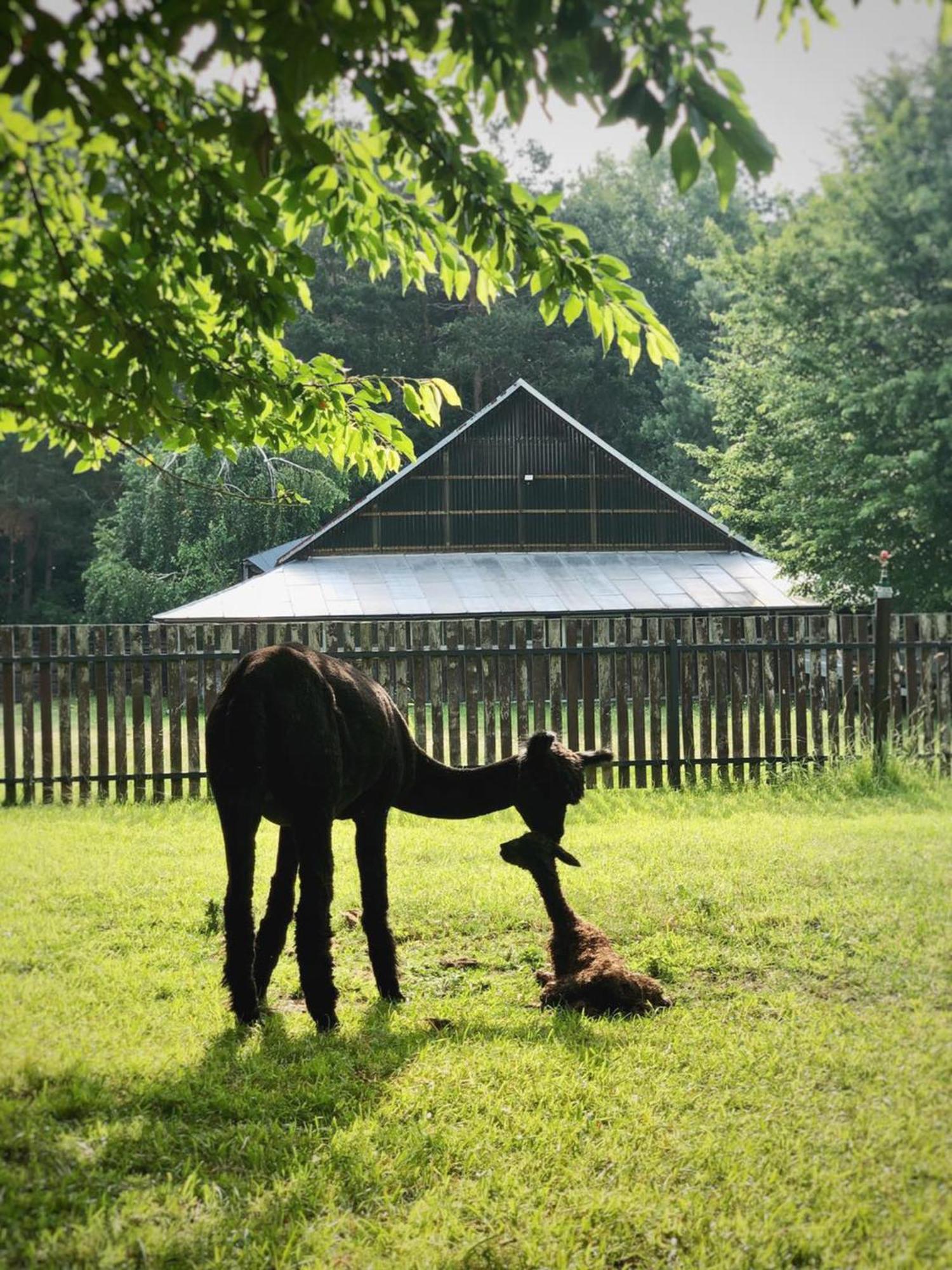 Alpakarium, Hodowla Alpak & Pensjonat Stara Kornica Bagian luar foto