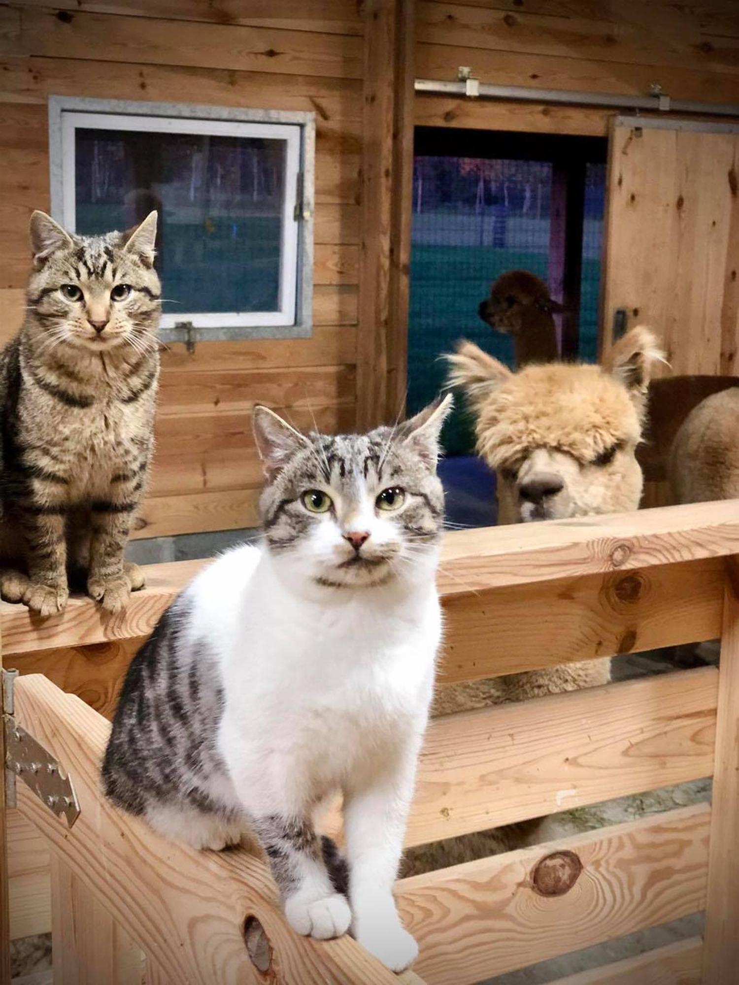 Alpakarium, Hodowla Alpak & Pensjonat Stara Kornica Bagian luar foto