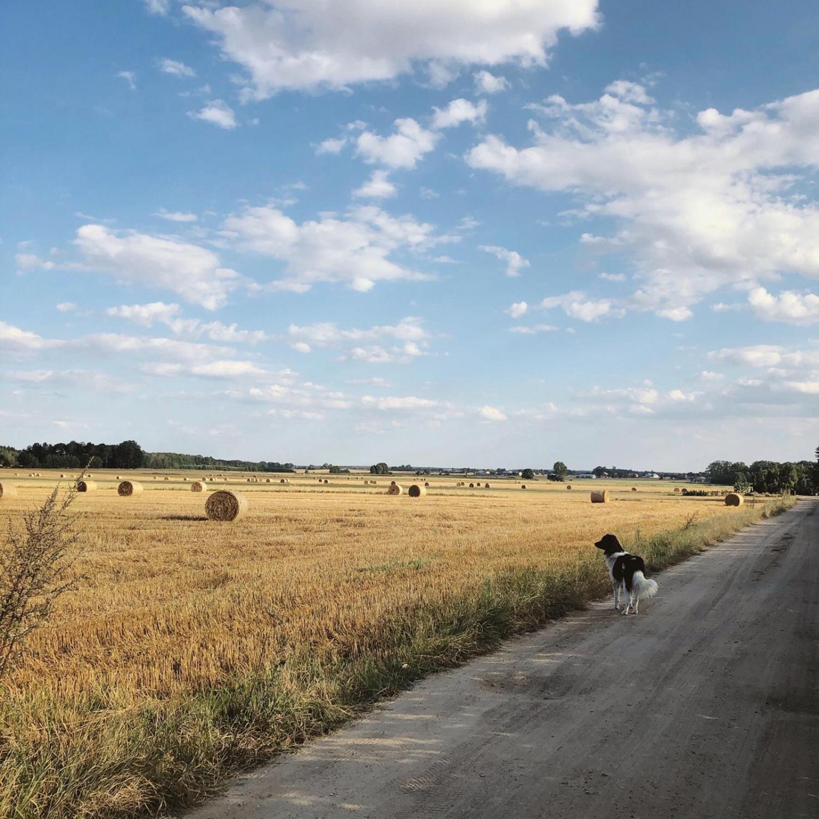 Alpakarium, Hodowla Alpak & Pensjonat Stara Kornica Bagian luar foto