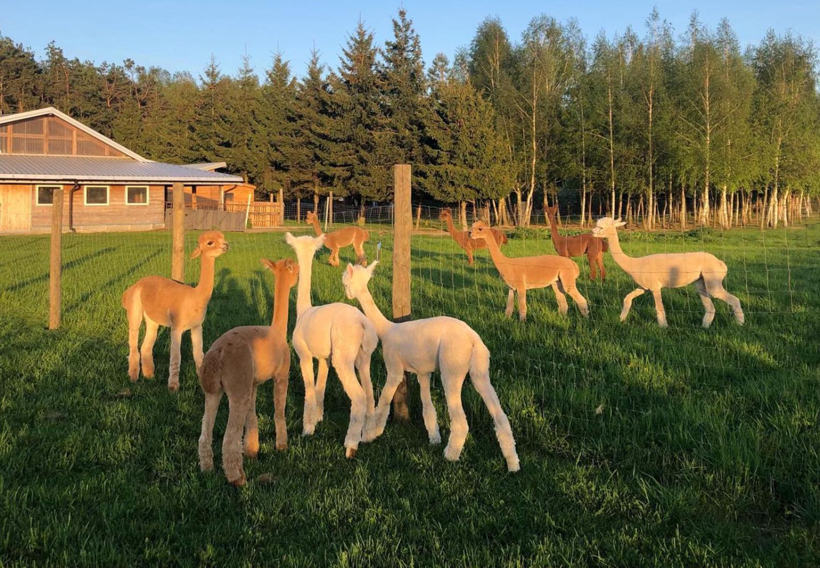 Alpakarium, Hodowla Alpak & Pensjonat Stara Kornica Bagian luar foto