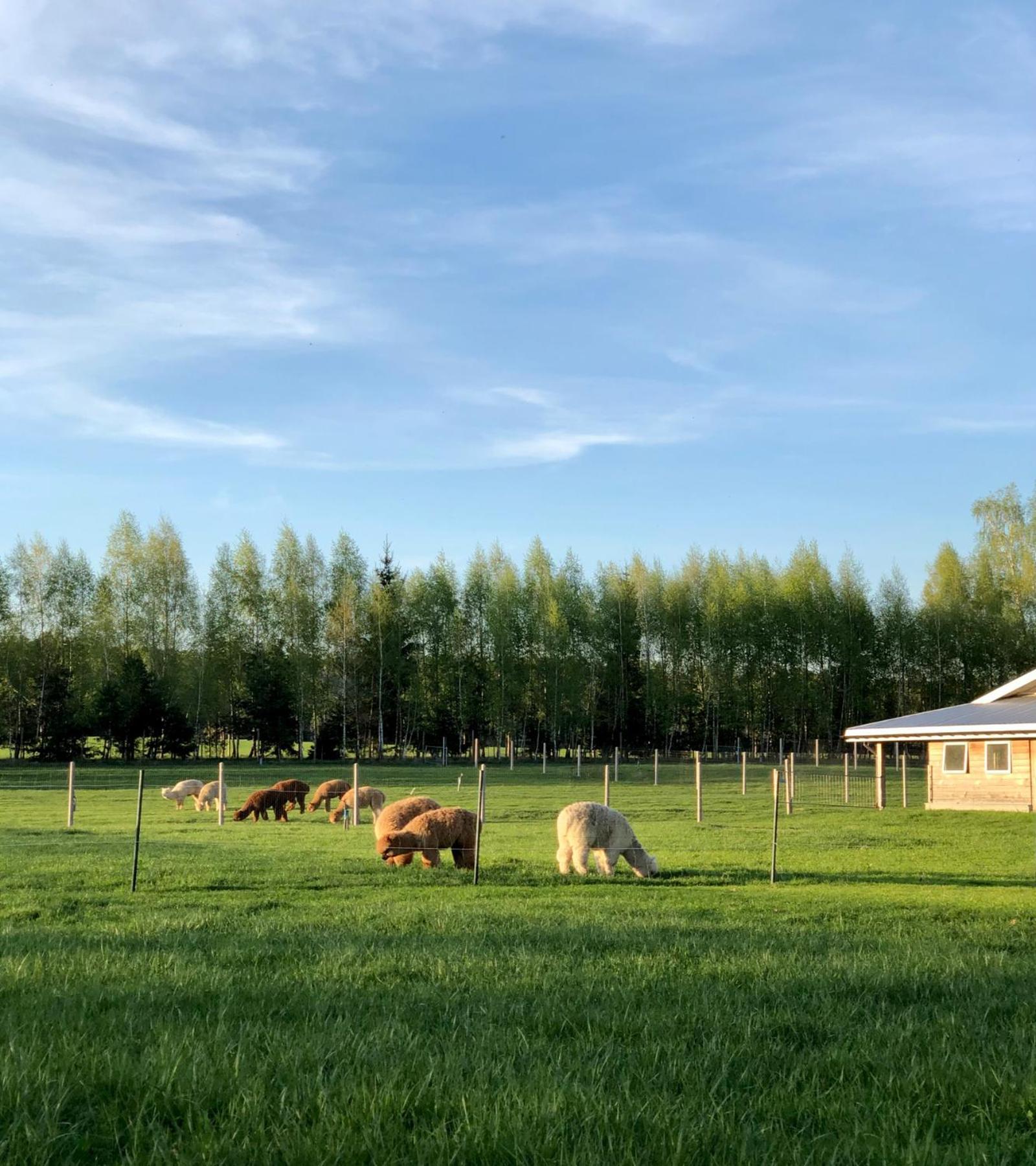 Alpakarium, Hodowla Alpak & Pensjonat Stara Kornica Bagian luar foto